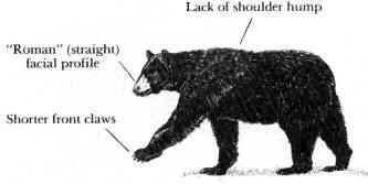 black bear