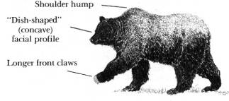 grizzly bear
